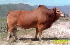 [ÿ��ũ��]��������ĸ߷�ţ���۹���Ԫ