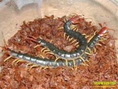 ��ֳ�¸���Ŀ�������ֳ ��ֳ׬Ǯ