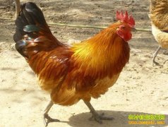 [ũ�����]��������ֳ��Ƶ