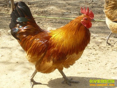 ������ͼƬ