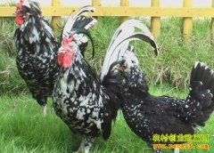 [ÿ��ũ��]����ɽ��Ĺ�����