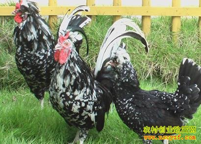 ����ɽ��Ĺ�����