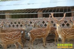 [ũ�����]��ƽ÷��¹��ֳ��Ƶ