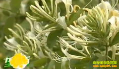 ��ֲ�¸���Ŀ��������������������