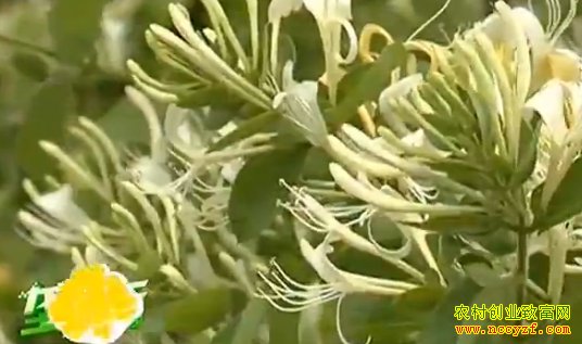 ��������ֲͼƬ