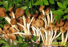 [ÿ��ũ��]������ɫ�Ĳ�������׬Ǯ