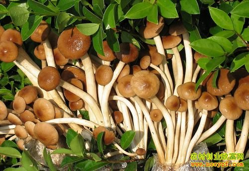 ������ɫ�Ĳ�����