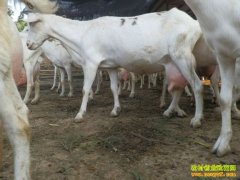 [�Ƽ�Է]��������ɽ�򲻴����