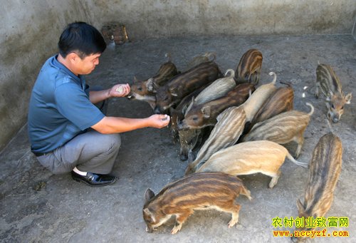 ���͵�Ұɽ��׬Ǯ���ŵ�