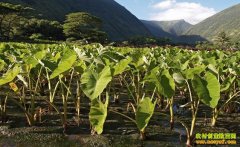 [ũ�����]��������ֲ������Ƶ