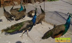 [�����е�]���������Ʋ���ֳ����ȸ�¸���Ƶ