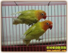 [�����е�]�����γ��ź�������������¸�������