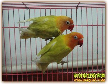 С��������¸�������