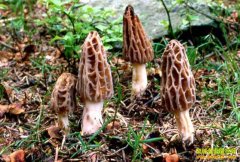 [�Ƽ�Է]ɽ����Ǿ������˴�����