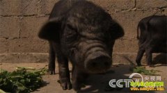 [�¸���]�����Ž����ǻ���ֻΪ��կ�������