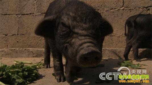 �������ǻ���ֻΪ���ϴ�կ�������