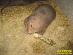 [�����е�]������ɽʯ��������������ĲƸ�