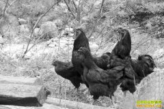 [ÿ��ũ��]������ɽ�ĺڷ�ˣ���Ժ�ڼ�