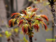 [�Ƽ�Է]ɽ��������ɽ��Ұ�㴻����˱�