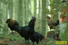 [�����е�]���Ի�����΢Ӫ�� ��������