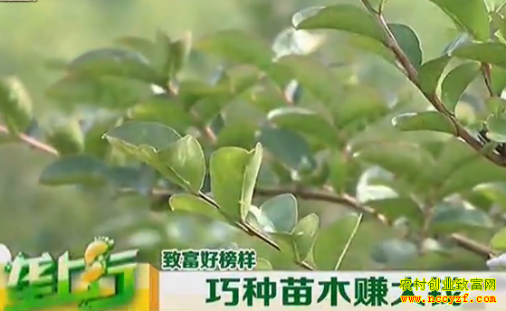 ��ľ��ֲͼƬ