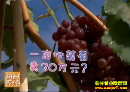 ��������ֲ�辰����ͼƬ