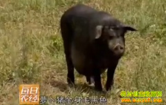 [ÿ��ũ��]��ɽ�ܵ��ܲ������۸�