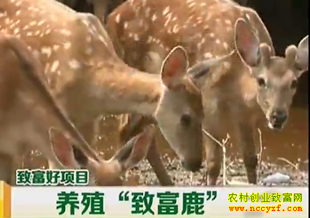 �ƿ���ֳ÷��¹ͼƬ