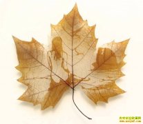 [ũ�����]Ҷ������������Ƶ