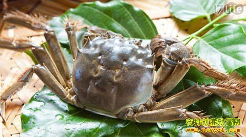 ��������ֳ��բз