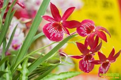 [ũ�����]�׶���������ֲ������Ƶ