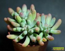 ��ֲ�¸���Ŀ����ֲ����ֲ�� �г�����Ӧ��