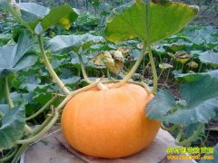 [ÿ��ũ��]�ٽ��ص��Ϲ�����Ǯ