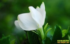 ��ֲ�¸���Ŀ�����ӻ����Ƹ���