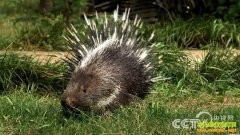 [�¸���]�����ӵĺ�����͵������Ӯ�òƸ�