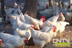 [ũ�����]���㼦����ֳ������Ƶ