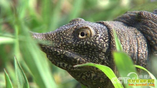 ������ֳͼƬ