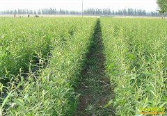 ��ֲ�¸���Ŀ��������� ����������