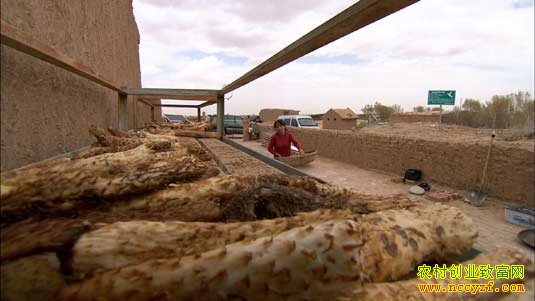 �ҿ���ɳĮ�˲Ρ�������ɴ