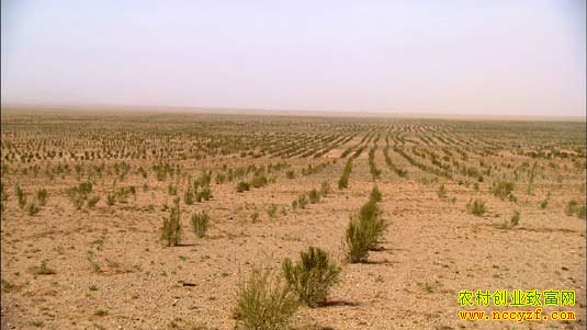 �ҿ���ɳĮ�˲Ρ�������ɴ