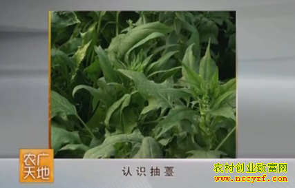 ���˳�޷ͼƬ