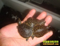 [ũ�����]�������ֳ������Ƶ