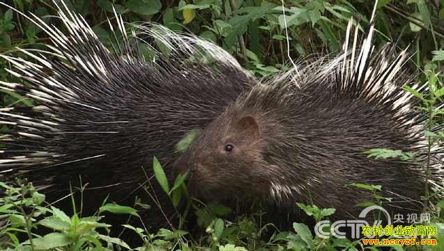 ¢���к�����ֳ��ĿͼƬ