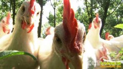 [�¸���]������ҵ��ϱ�����䷼��ɽ������ҵ�¸�