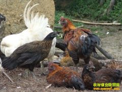 [�Ƽ�Է]�γ����������ڹǼ���Ҫ�ü�ȥ��Ұ