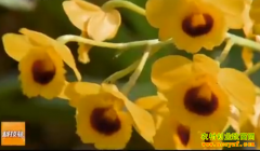 [�Ƽ�Է]ʯ�����������������²�ҵ