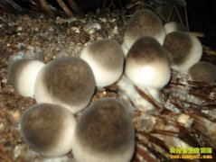 [ũ�����]�ݹ����껯����������Ƶ