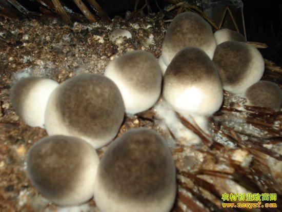 �ݹ���ֲͼƬ