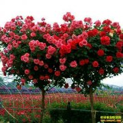 ��ֲ�¸���Ŀ���¼����� �¸��з�