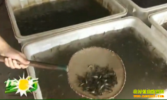 ��ֳ�¸���Ŀ������������ ��ũ�����¸�